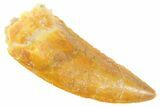 Serrated Raptor Tooth - Real Dinosaur Tooth #364723-1